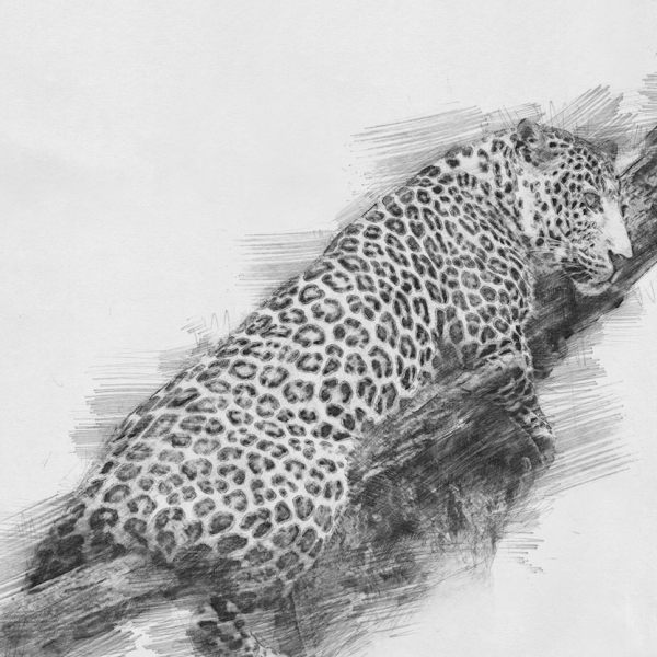 Boceto preferido