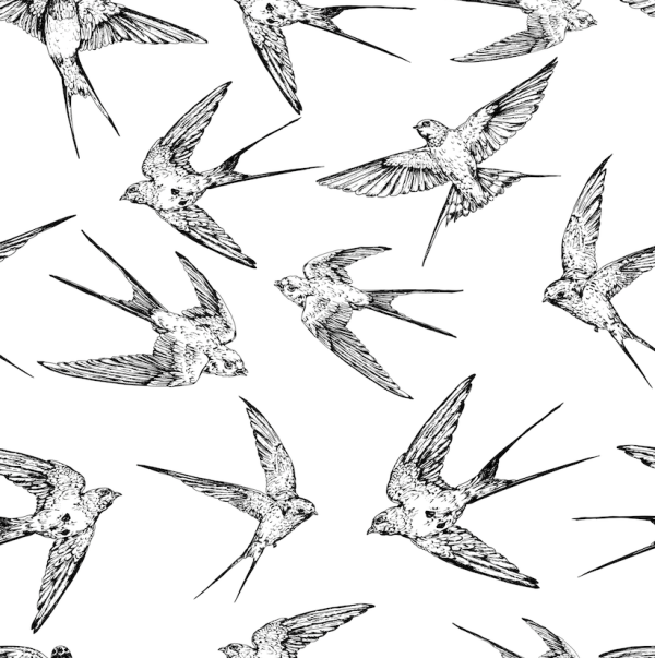 Sketch de aves